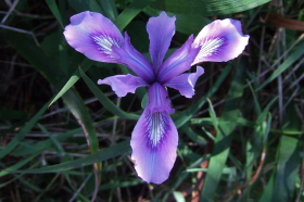 Iris douglasiana (Douglas Iris)