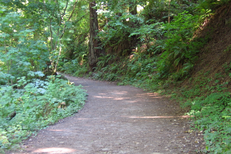 Purissima Creek Trail. (520ft)
