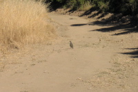 A male quail clucking at my approach.