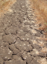 Dried mud trail surface are like ungrouted tiles.