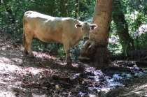 A cow watches us.