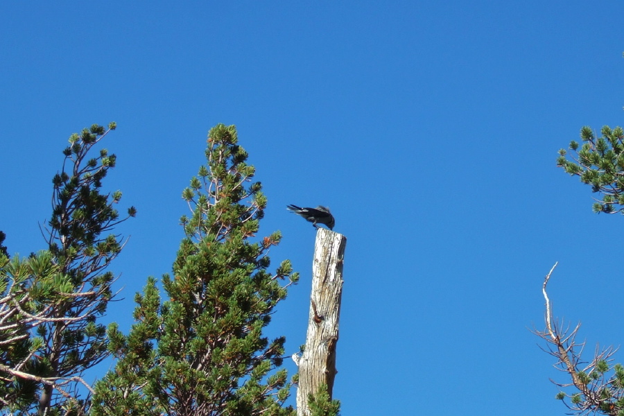 A Clark's Nutcracker pecks at the top of a snag.