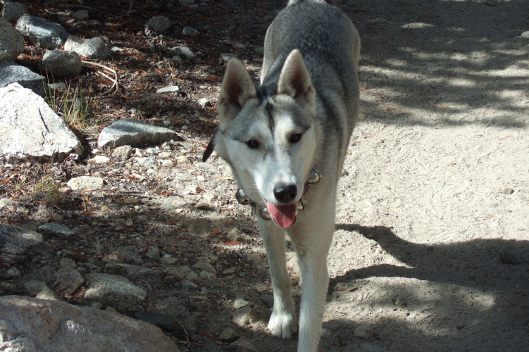 Passing a friendly wolf-dog wearing bells on the Morgan Pass trail.