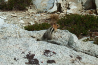 A fat golden mantled ground squirrel watches us pass.