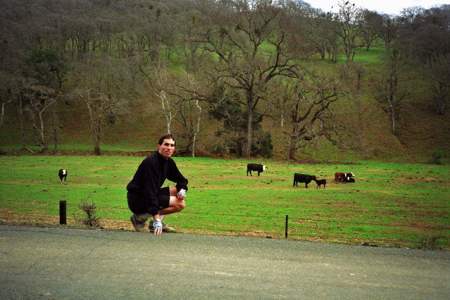 Cattle may safely graze along Morgan Territory Rd.