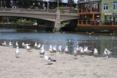 Seagulls on Capitola Beach.
