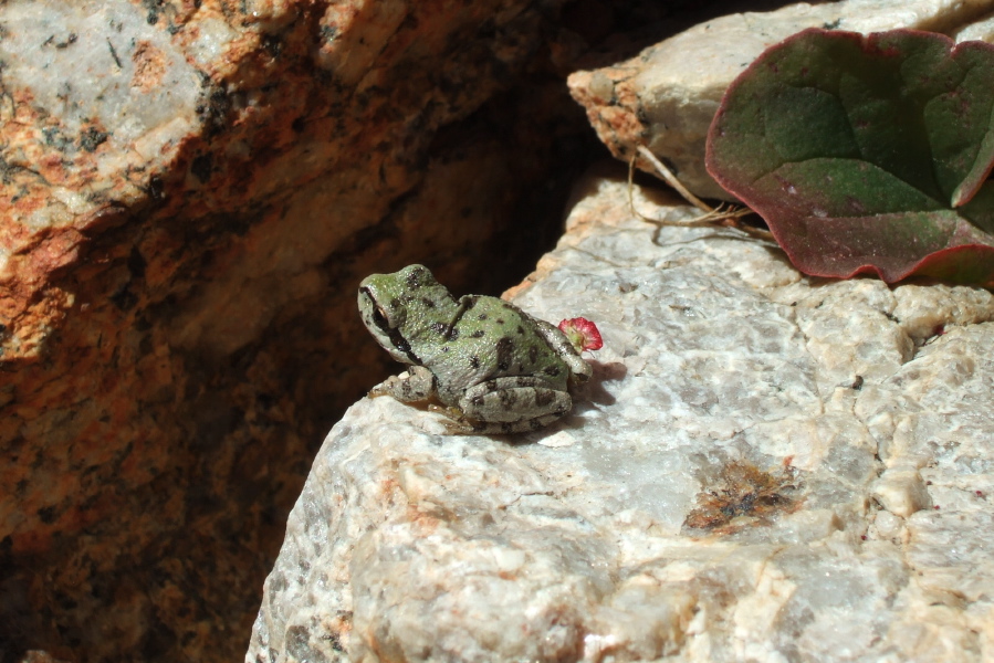 A frog I found amongst some rocks.