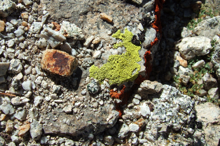 Interesting green and red lichens found on some rocks near The Notch.