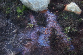 Brown chunky vomit?  Or iron oxide leaching into the wet soil?