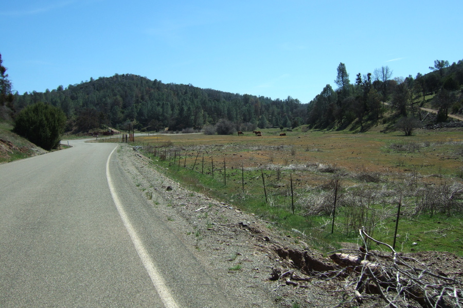 Horses rest on large meadow in Arroyo Mocho.