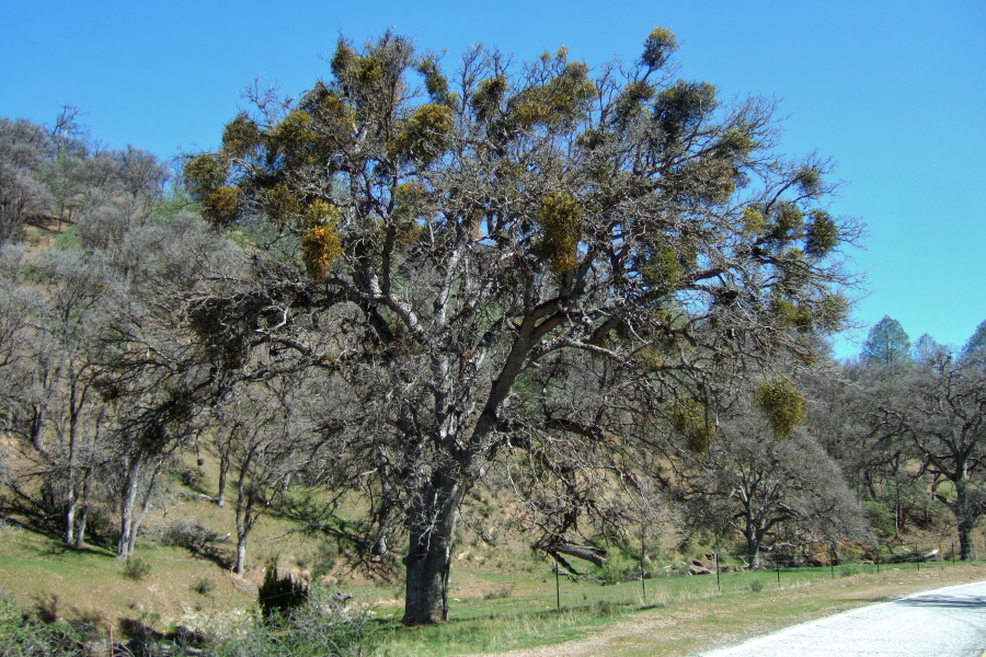Valley oak tree beset by mistletoe