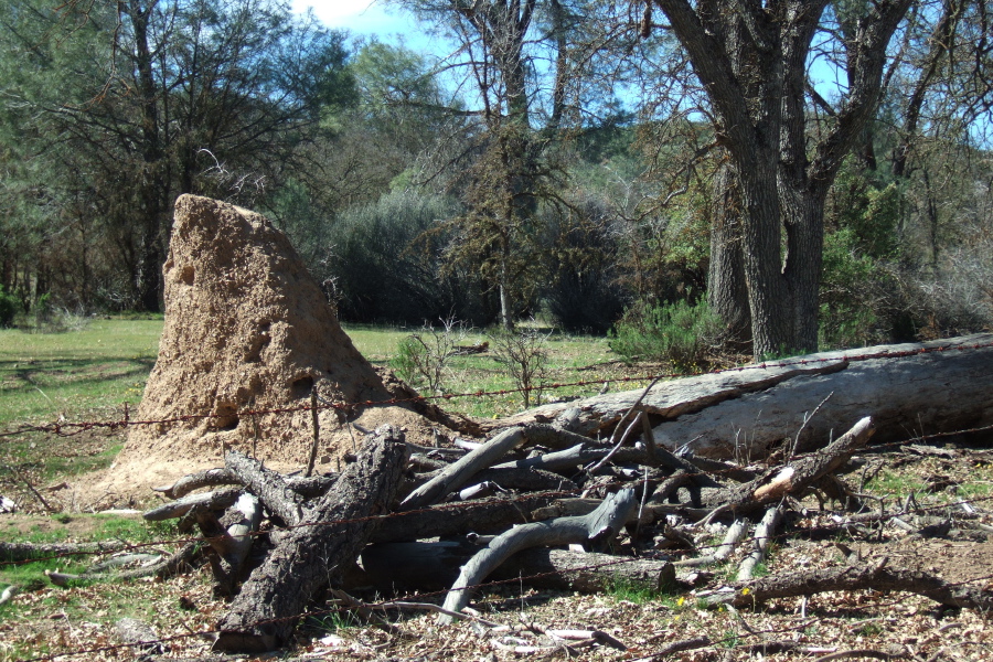 Termite mound atop decaying log