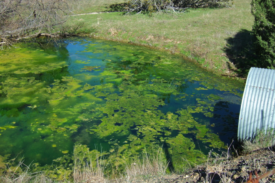 A pond along Arroyo Bayo