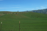 Calaveras Road winds over grassy hillsides.