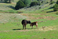 Cow and calf