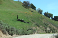 Poppies on the hillside