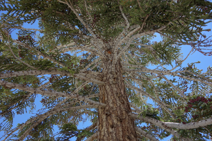 Lookup up the canopy of a spruce