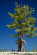 David enjoys the shade of a lone pine tree on Mount Watkins.
