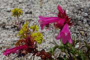 Beardtongue (penstemon), not sure which variety
