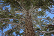 Lookup up the canopy of a spruce