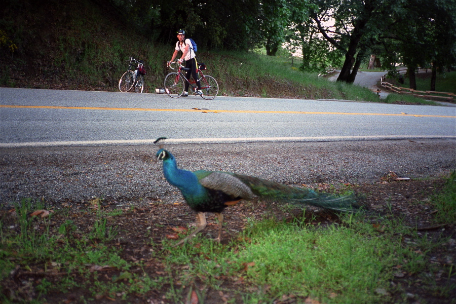 Tom Lawrence waits while I photograph a peacock.