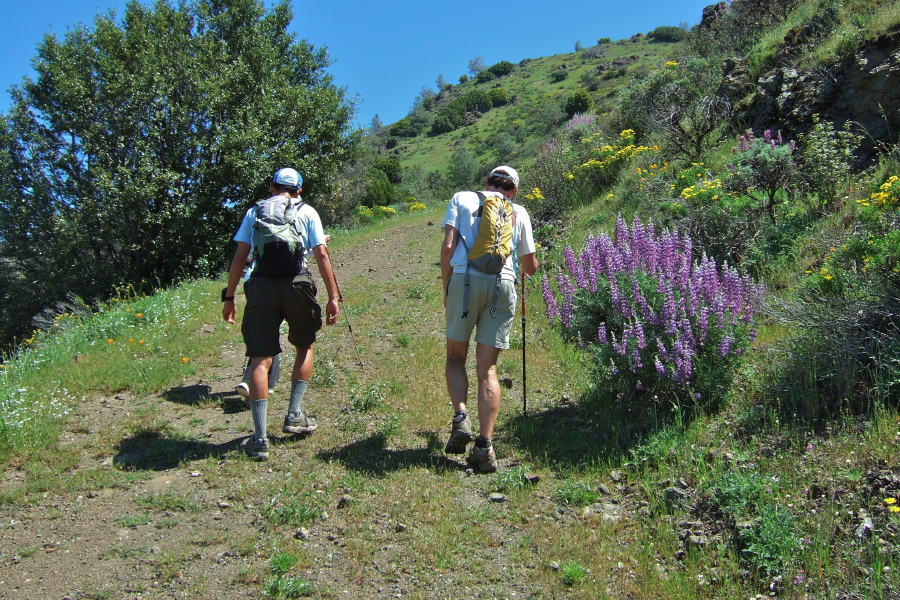 Climbing past a large lupine bush