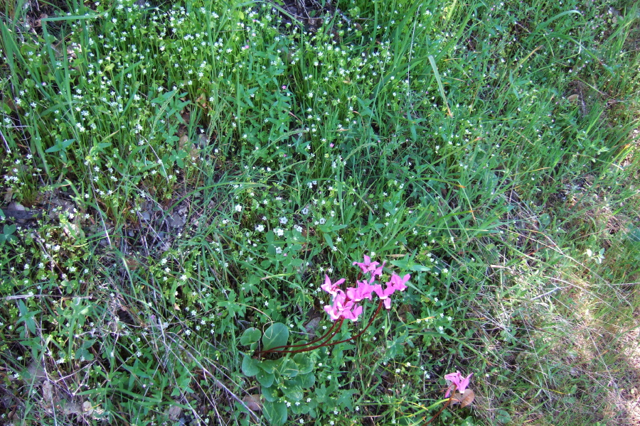 True Baby Starts (Linanthus bicolor) surround a Woodland Shooting Star