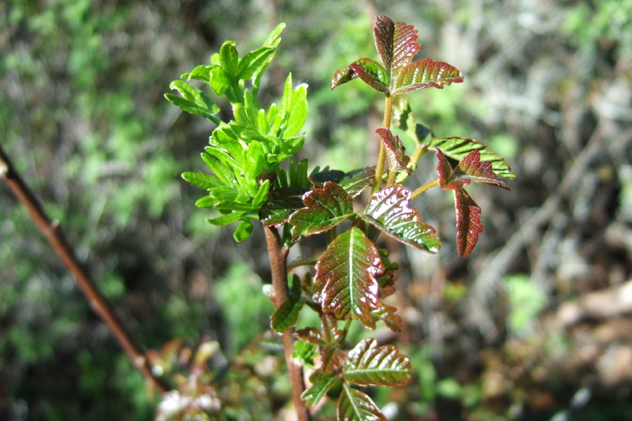 Young poison oak (red-tinged leaves, on the right), growing with poison ivy (green, on the left)