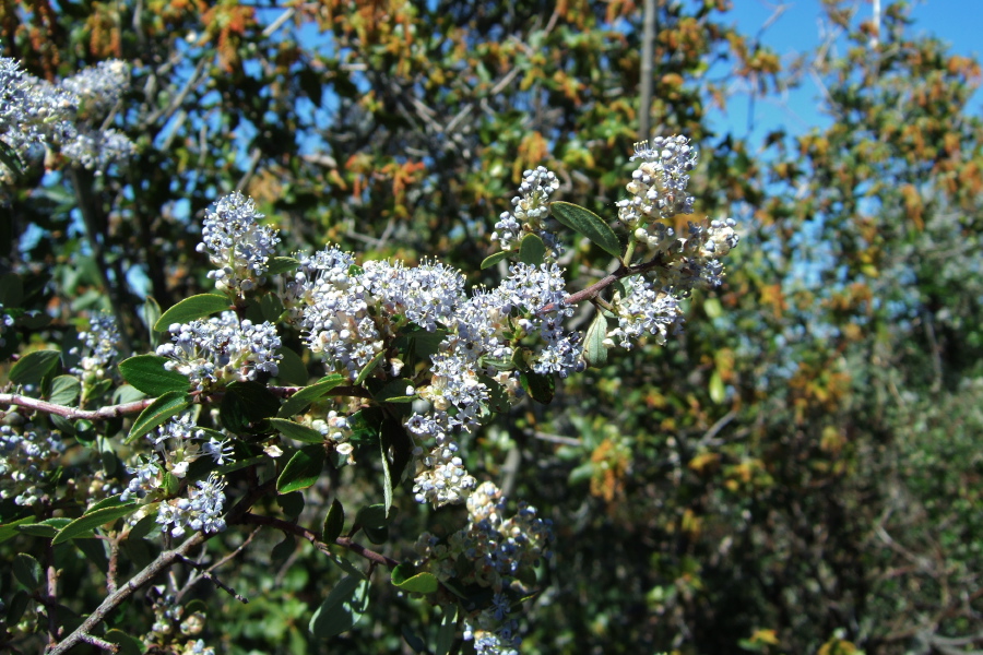 Flowering blue ceanothus