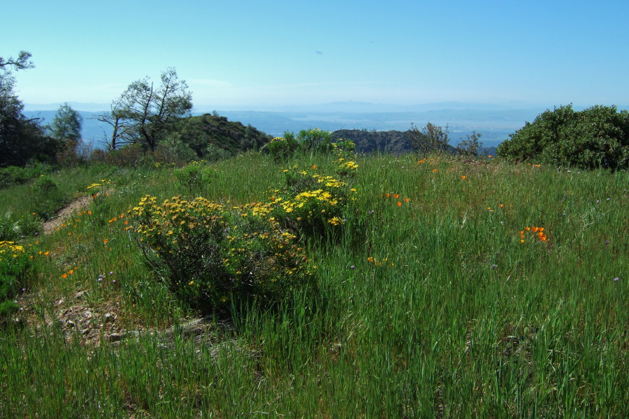 Bald Ridge is covered with Euryops, poppies, and other wildflowers.