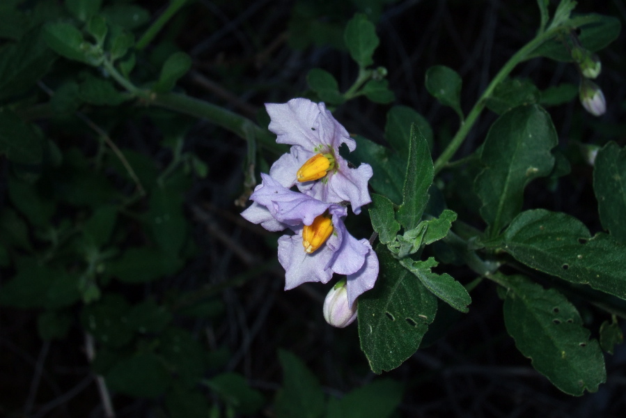 Blue Nightshade (Solanum umbelliferum) (wilted)