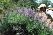 Stopping to smell the flowers (lupine) on the Mt. Olympia Road
