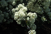 White flowering ceanothus