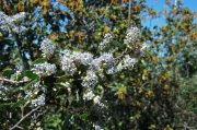 Flowering blue ceanothus