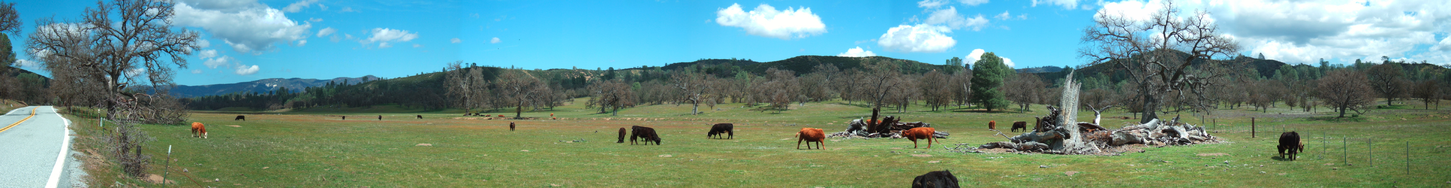 Cattle graze the wildflower bed in Upper San Antonio Valley.