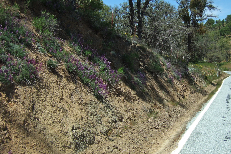 Purple lupine clings to the road cut