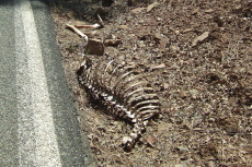 Deer skeleton