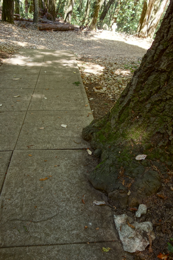 Roots overgrow an old walkway.