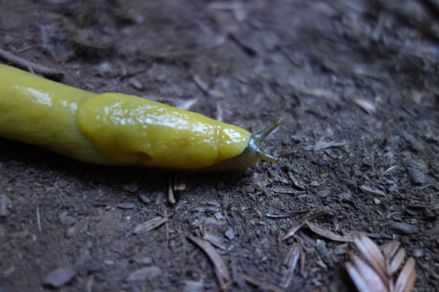 Banana slug on the trail