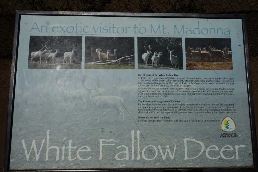 White Fallow Deer plaque