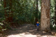 Ron models a large eucalyptus tree growing beside the Loop Trail.