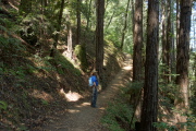 Ron pauses along the trail to admire the redwoods.