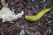 Another banana slug on the trail