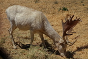 A male White Fallow Deer munches on hay.