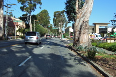 Passing along the eucalyptus rows in Burlingame