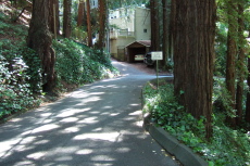 Typical section of Marion Avenue, Mill Valley
