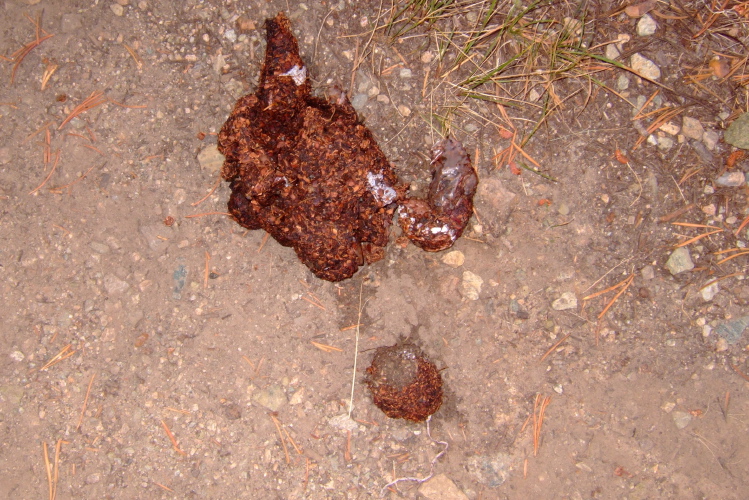 Bear scat containing plastic bits--bad bear!