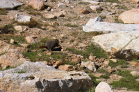 Marmot in the bowl below the crest (10750ft)
