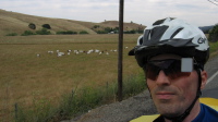 Goats grazing in Deer Valley (250ft)