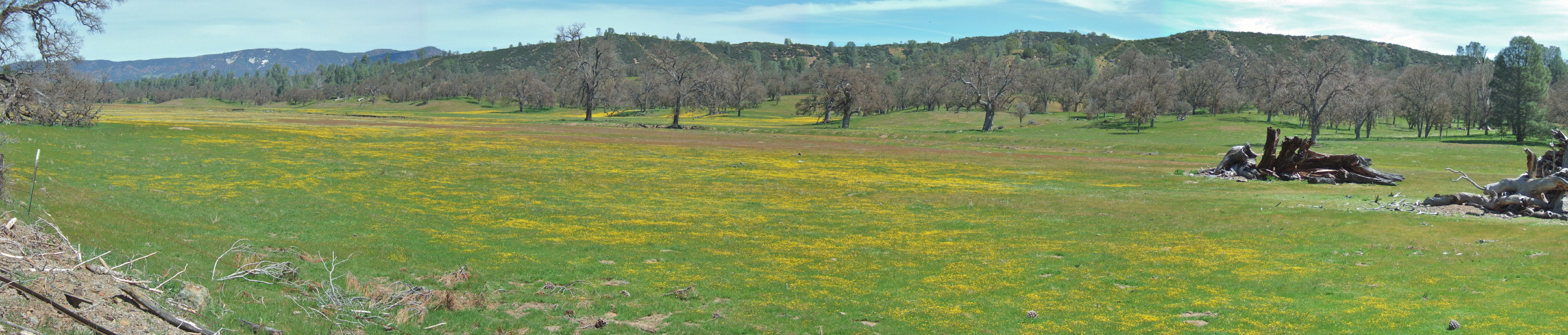 Wildflowers in Upper San Antonio Valley (3)